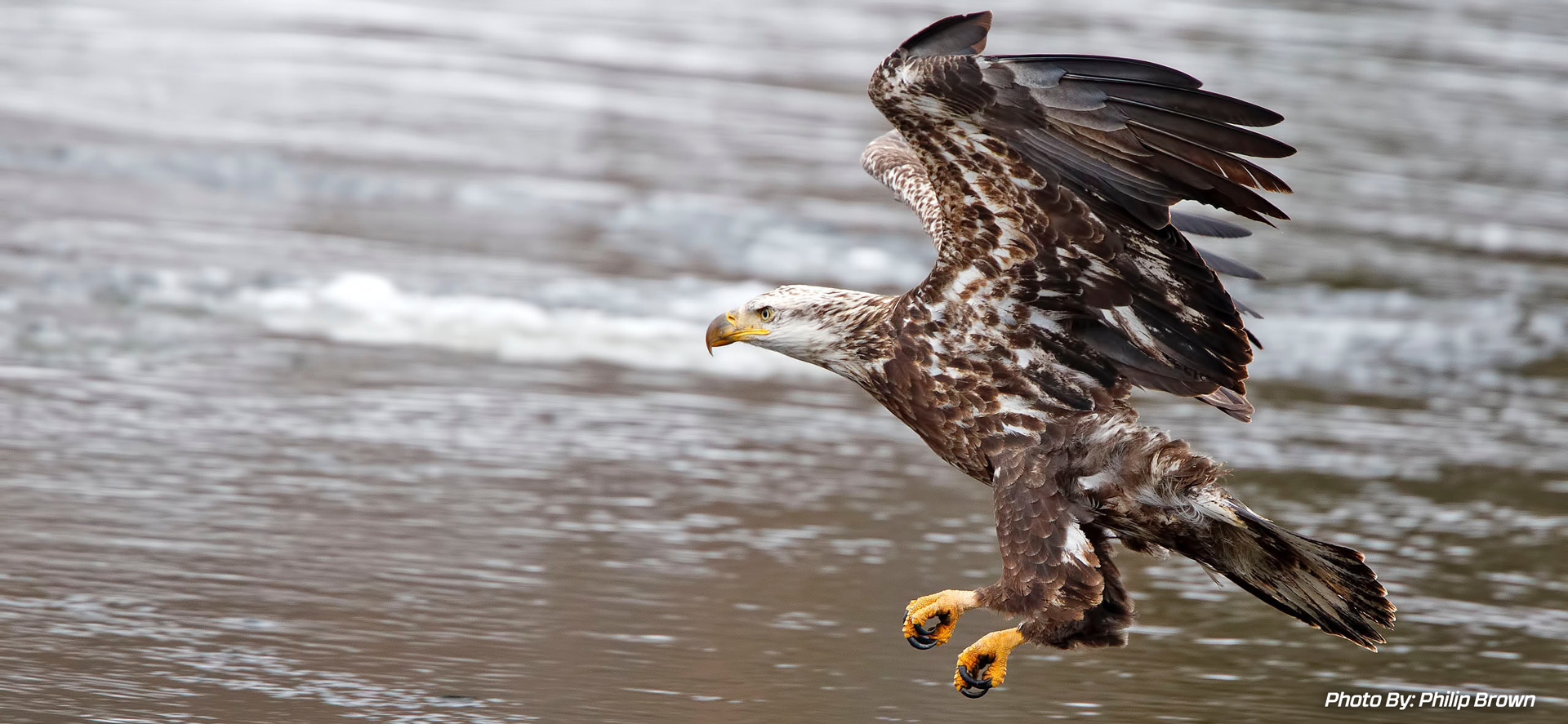 Bald Eagle About to Land by Philip Brown via Unsplash